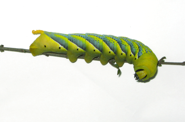 Acherontia atropos caterpillar