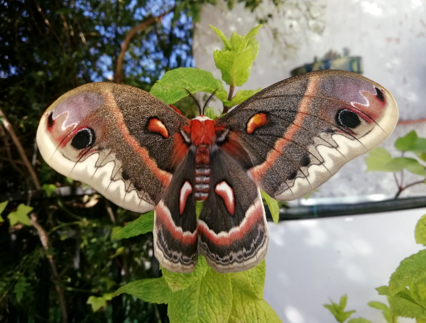 Hyalophora cecropia female