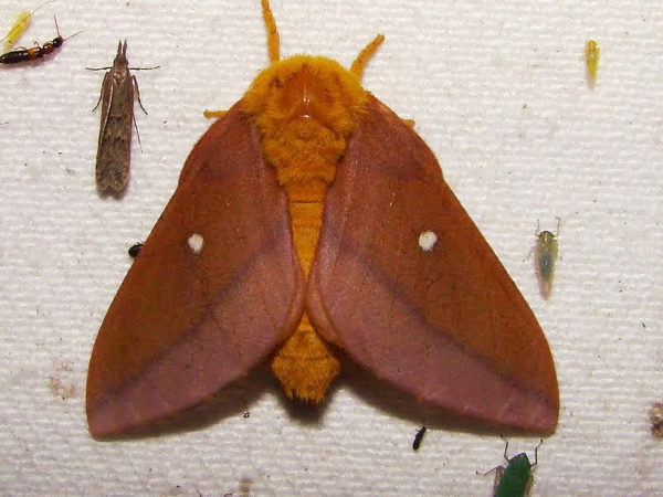 Anisota virginiensis adult lepidoptera