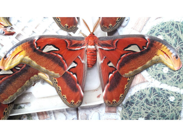 Attacus atlas adult male thailand cocoon