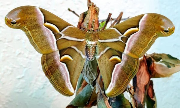 Samia cynthia male lepidoptera
