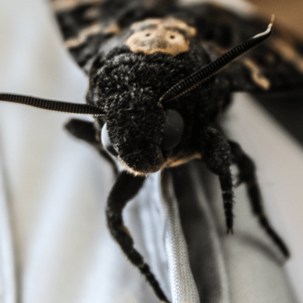 death head moth acherontia atropos adult