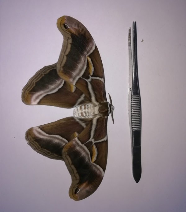 Samia ricini lepidoptera for sale