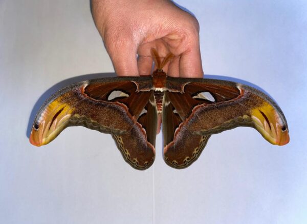 Attacus atlas "Thailand" - Male - Image 2