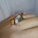 phalera bucephala notodontidae buff-tip moth
