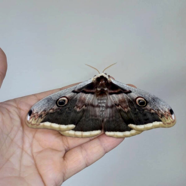 saturnia pyri emperor moth saturniidae