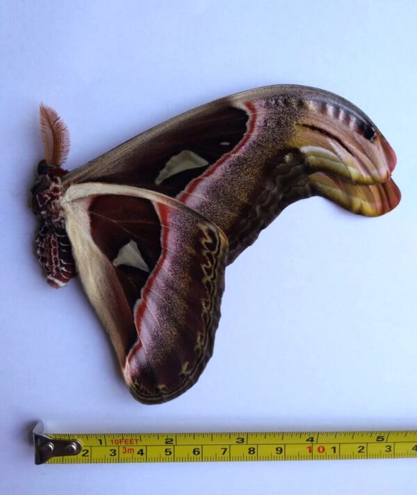 Attacus atlas "Thailand" - Male - Image 4