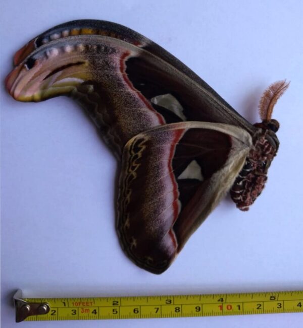 Attacus atlas "Thailand" - Male - Image 3
