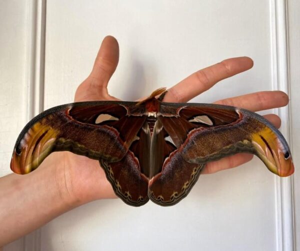 Attacus atlas