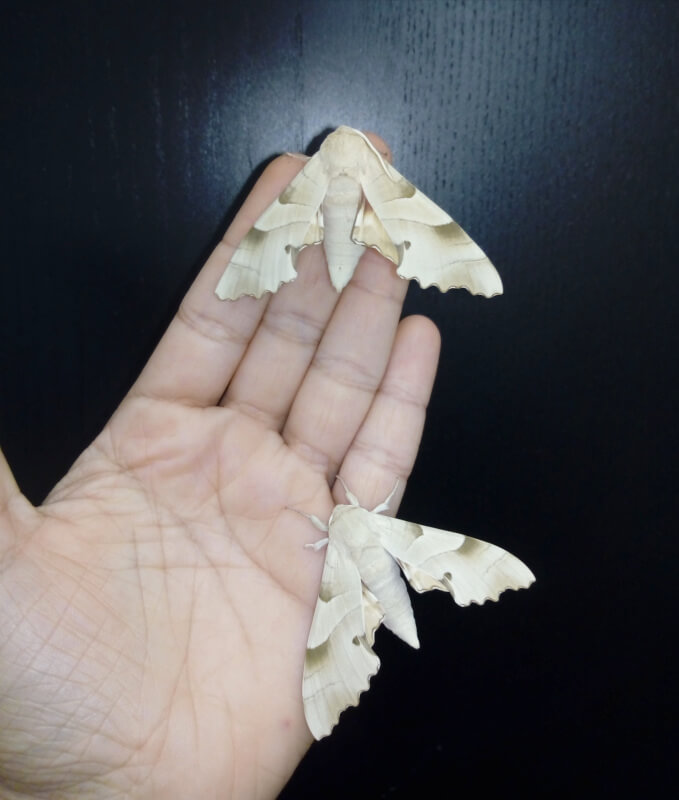 Maruka Insect Marumba quercus eggs (20pcs) - Time to Breed