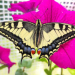 farfalla macaone