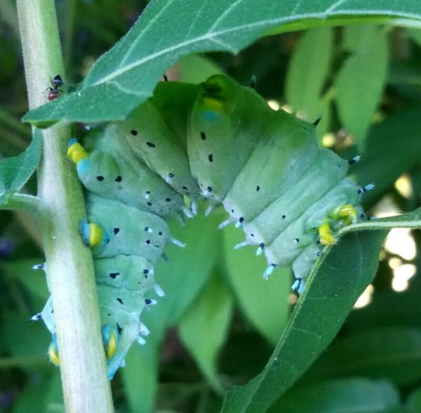 Samia cynthia caterpillar
