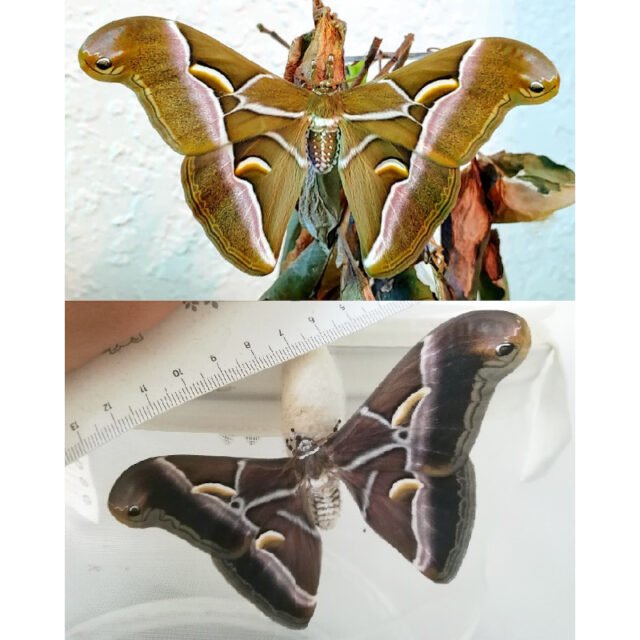 Samia Ricini Rearing Process S. ricini X S. cynthia hybrid cocoons - Time to Breed