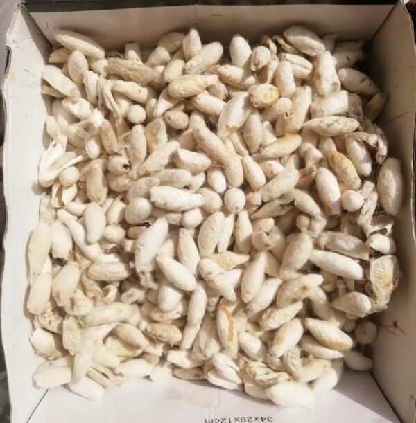 Seta grezza di S. ricini - 140g - immagine 3