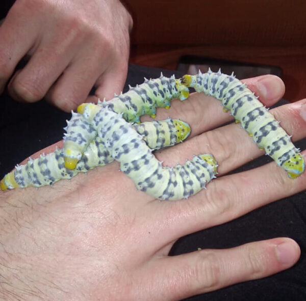 Samia ricini zebra caterpillars