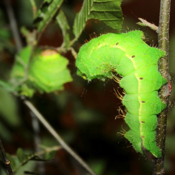 chinese silk moth larvae