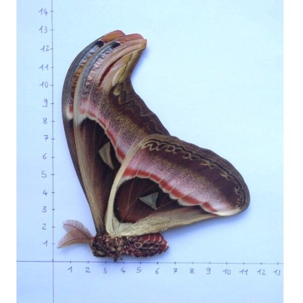 Attacus Atlas Pattern Attacus atlas ABERRATION - Male - Time to Breed