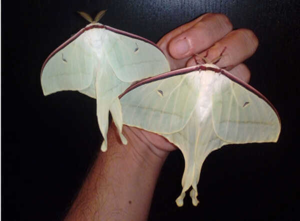 Actias ningpoana