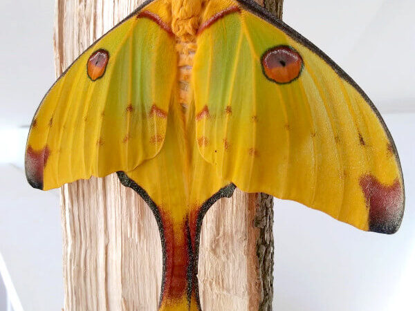 Argema mittrei specimen female