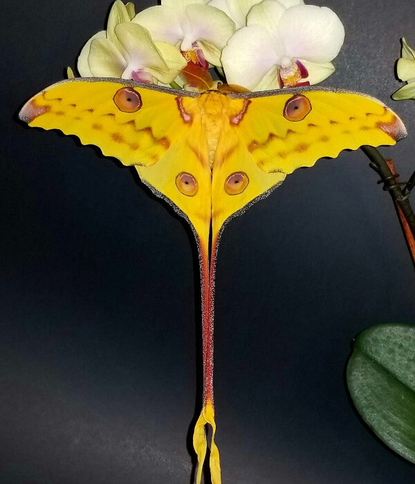 Argema Mittrei Cocoons Time To Breed