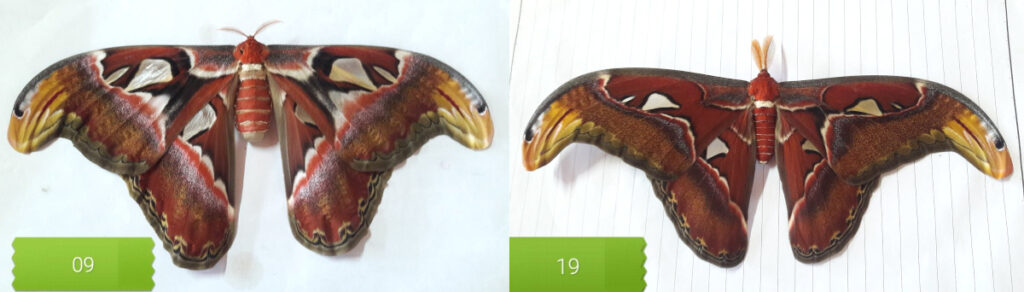 Attacus atlas dried unmounted