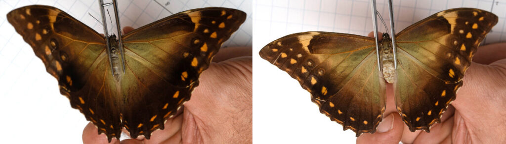 Buy Morpho telemachus foucheri