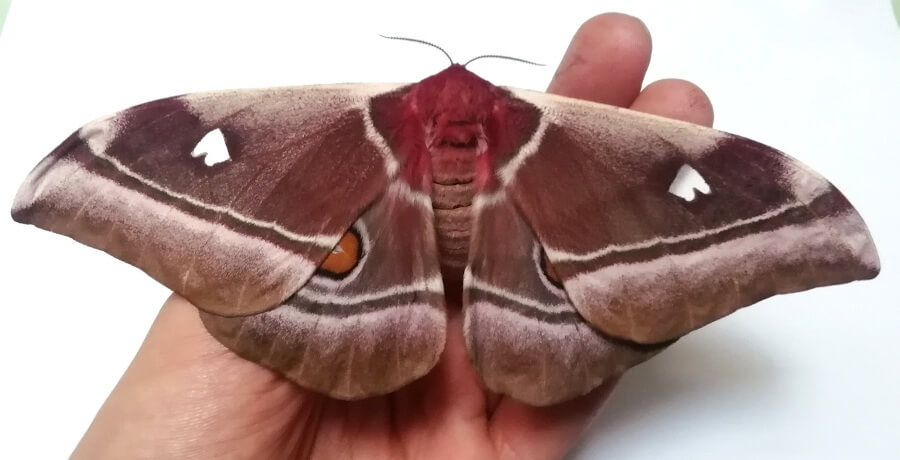Buy Moth eggs Pupae 