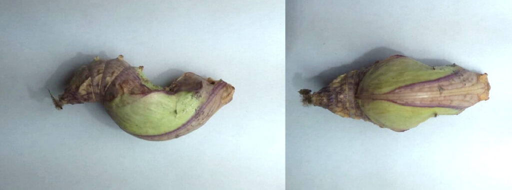 Papilio pharmacophagus antenor pupa