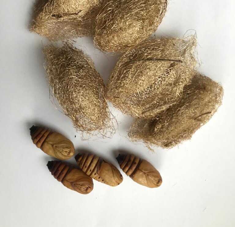 Ceranchia apollina cocoons – Time to Breed