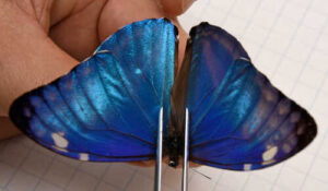 Morpho adonis butterfly