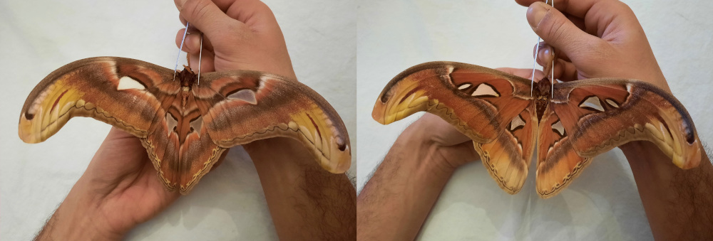 Giant atlas moth attacus