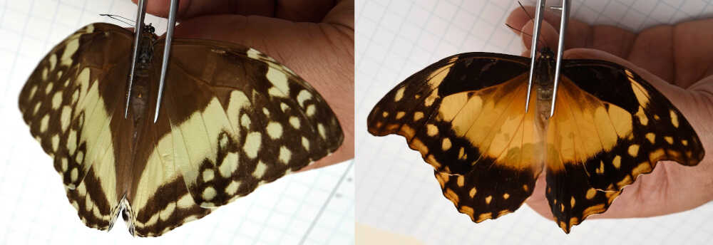 buy Morpho rethenor helena 
