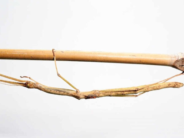 Phaenopharos khaoyaiensis