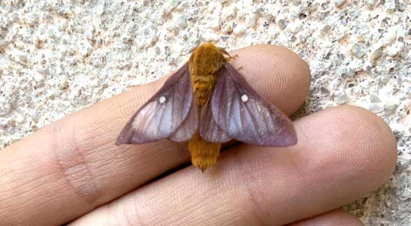 Anisota virginiensis moth