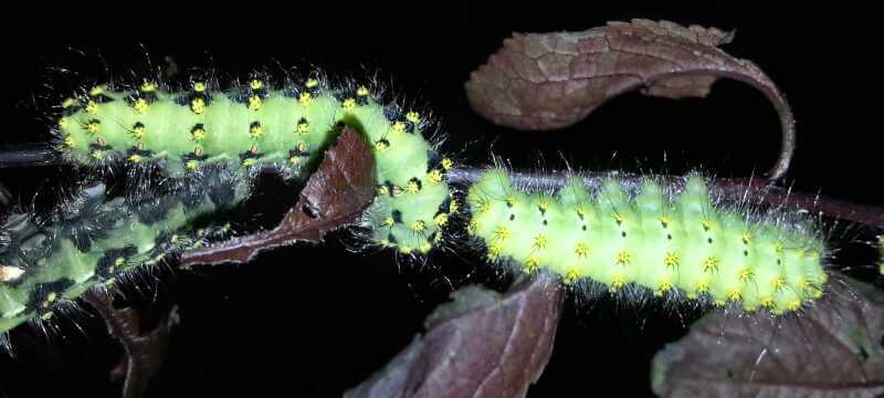 Saturnia pavoniella caterpillar