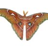 Attacus lorquini for sale