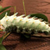 Attacus lorquinii caterpillar