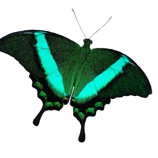 Papilio palinurus for sale