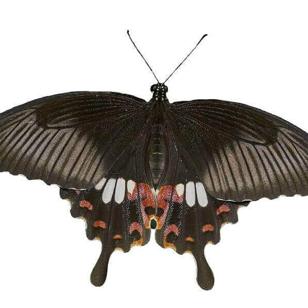 Papilio polytes for sale