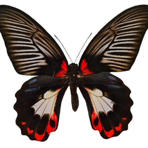 Papilio rumanzovia for sale