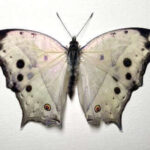 Lepidopteraa pupae Salamis parhassus