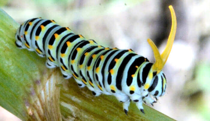 Papilio machaon osmeterium