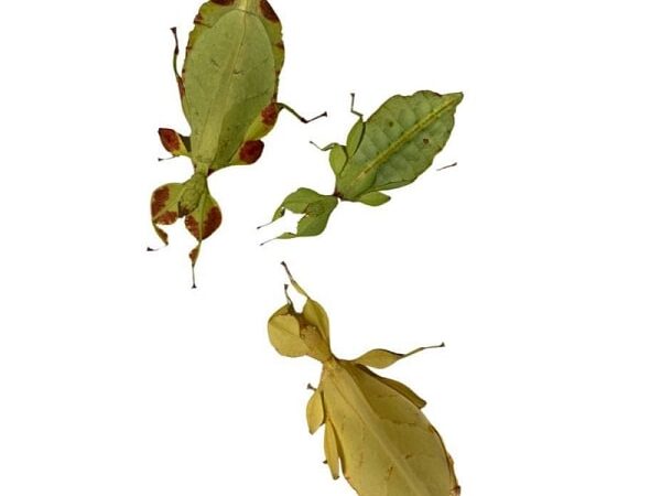 Phyllium letiranti