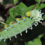 Lepidoptera host plants