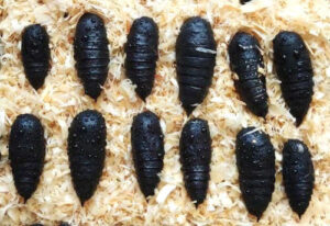Moth pupae for sale