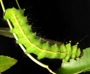 Actias selene caterpillar