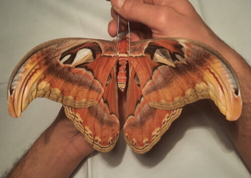 Dried butterflies aberration