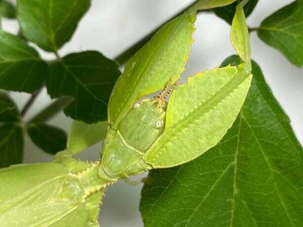 Phyllium philippinicum for sale