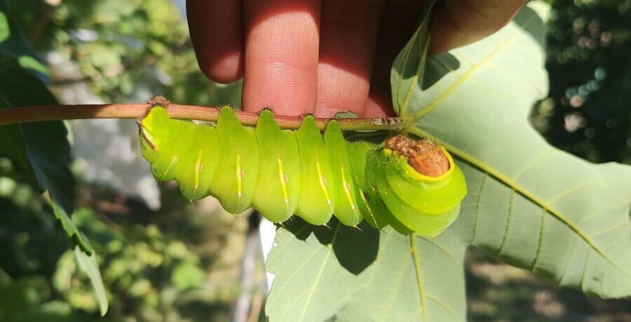 Antheraea polyphemus caterpillar