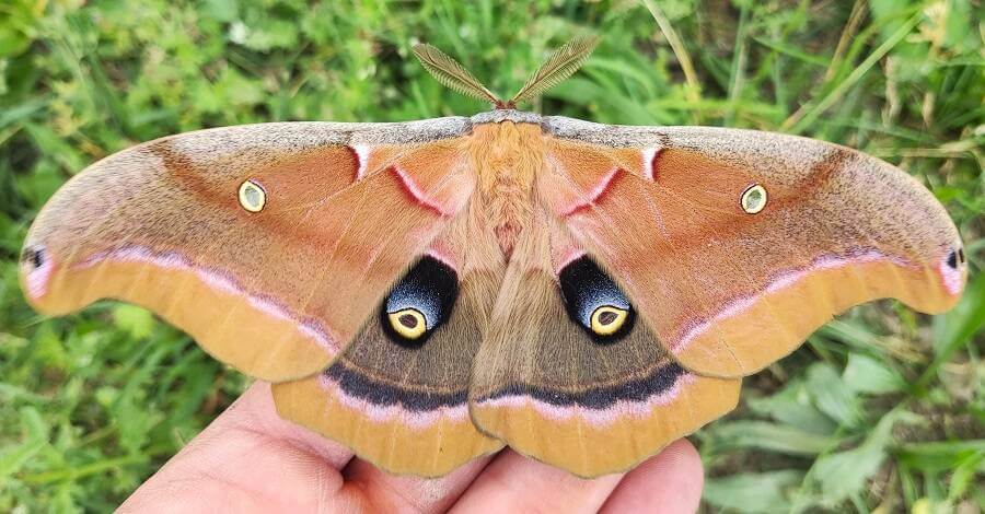 Polyphemus moth for sale